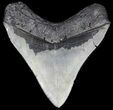 Sharp, Megalodon Tooth - South Carolina #35421-1